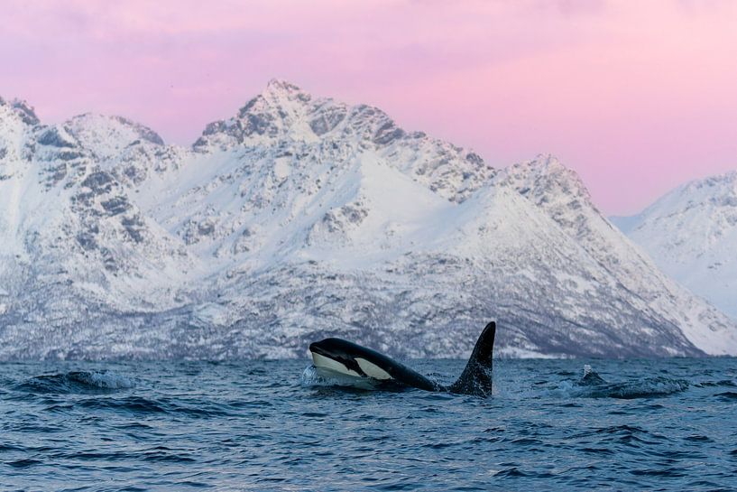 Orca in the magical pink light of Norway. by Dennis en Mariska
