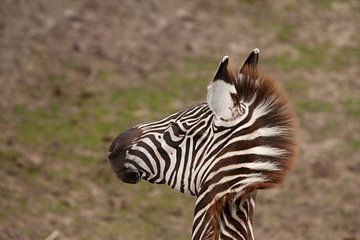 Zebra von Corrie Post