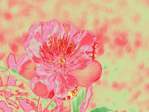 Peonies Pop Art