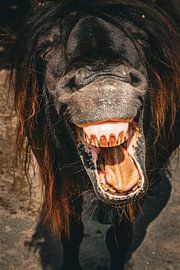 Smiling wild pony