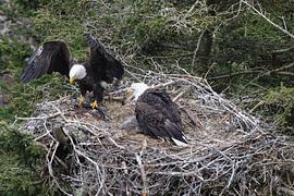 Adult Bald Eagle with chick in a nest in a tree Newfoundland Canada