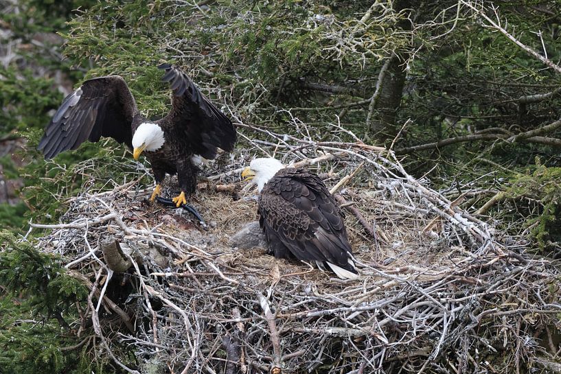 Adulte Bald Eagle with chick in a nest in a tree Terre-Neuve Canada par Frank Fichtmüller