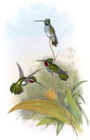 Langschnabelstar-Throat, John Gould