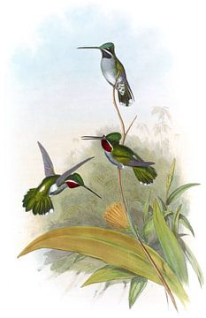 Lange snavelige star-throat, John Gould van Hummingbirds