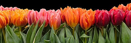 Stilleven met gekleurde tulpen