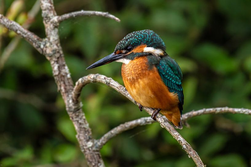 Eisvogel in Nahaufnahme von Brian Morgan