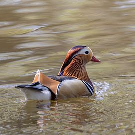 Mandarinente von Cees van der Linden