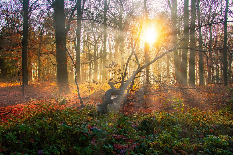Lever de soleil dans une forêt d'automne par Lens Design Studio