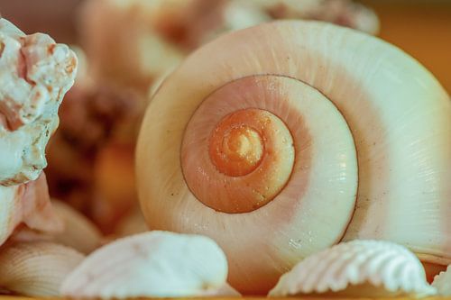 Schelpen rondingen en kleur