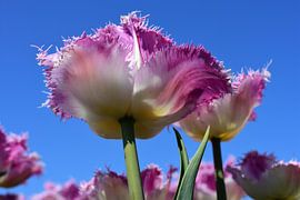Fliederfarbene Tulpe von unten von Gerard de Zwaan