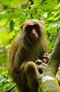 Makaak moeder en haar jong in de Chinese bossen van Zoe Vondenhoff thumbnail