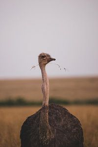 LANGSAM ABER SICHER von Ssenyonyi Derrick