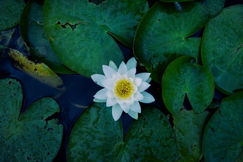 Lotus von Sebastian Stef
