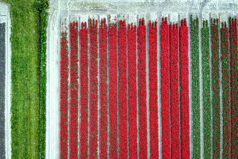 Tulips from above by Pierre Verhoeven