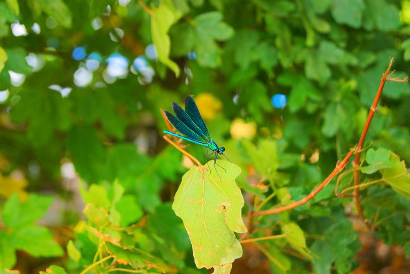 Dragonfly close-up in green nature on leaves by Atelier Liesjes