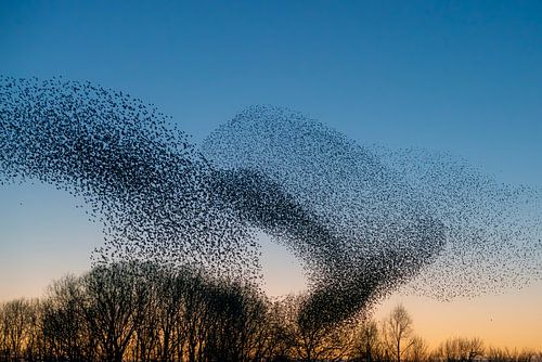 Zwerm spreeuwen (Sturnus vulgaris)