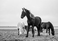 Paarden