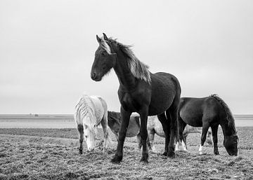 Chevaux sur Jack Tummers