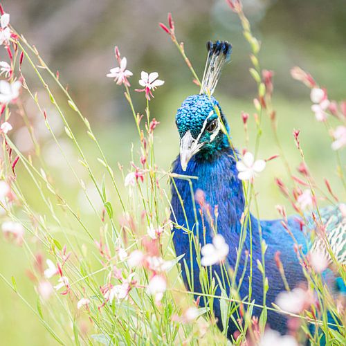 Peacock