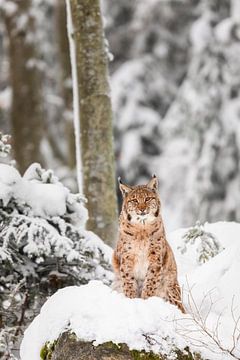 Lynx in de sneeuw van Daniela Beyer