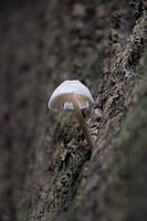Champignon à haute altitude