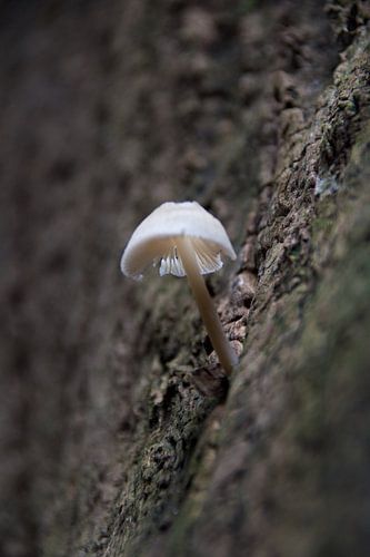 Mushroom at high altitude