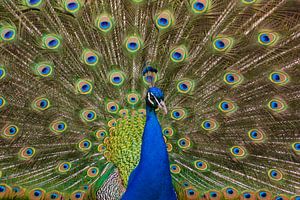 Faszination Pfau: Wunderschöne Farbenpracht