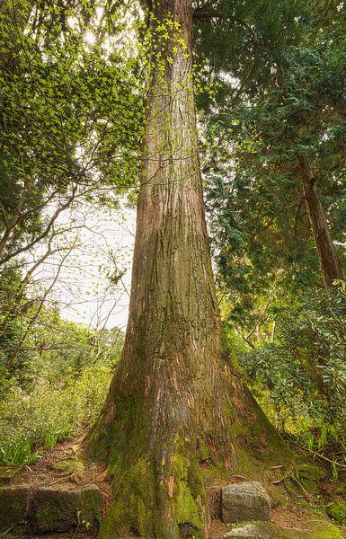 Hakone - Lake Ashi - Hakone Shrine (Japan) by Marcel Kerdijk