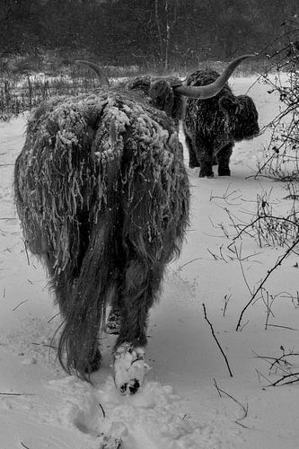 Schotse hooglanders in de sneeuw