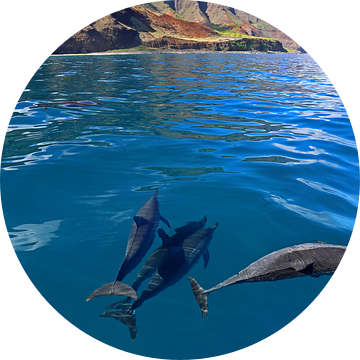 Dolfijnen voor de kust van Hawaii van Antwan Janssen