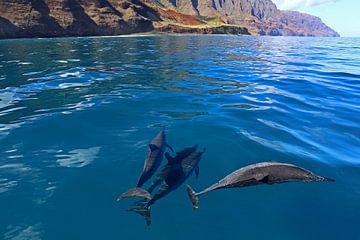 Dauphins au large des côtes d'Hawaï sur Antwan Janssen