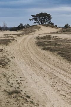 Kootwijkerzand, Gelderland, Nederland van Imladris Images