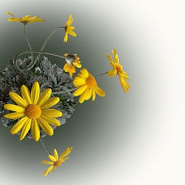 Südafrikanische Margerite, die sich aus der Zwiebel windet von Carla Baartman - Fun and Digital Art