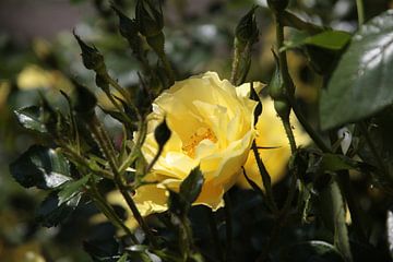 Gele roos van Petra Dreiling-Schewe