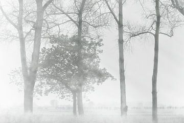 Trees in a misty Zeeland landscape near the Damse Vaart. by Ellen Driesse