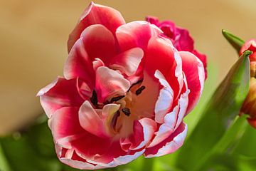BLOEIENDE TULP IN DE LENTE van Photoart-Naegele