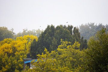 Samedi après-midi maussade avec des arbres et de la pluie sur Zwoele Plaatjes