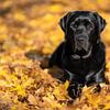 Labrador Retriever von Achim Thomae Photography