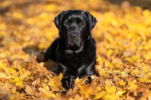 Labrador Retreiver sur Achim Thomae