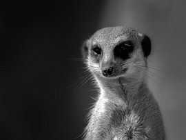 Erdmännchen von Manon Nijssen