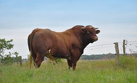 Maine Anjou - Ellert by Michiel van der Velden