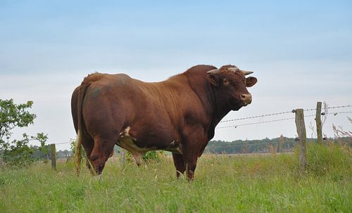 Maine Anjou - Ellert