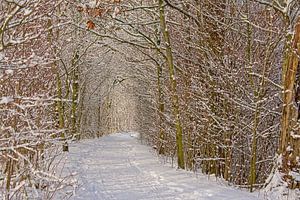 Verschneiter Pfad durch einen Tunnel mit Bäumen