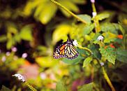 Butterfly van Jolien Somers thumbnail