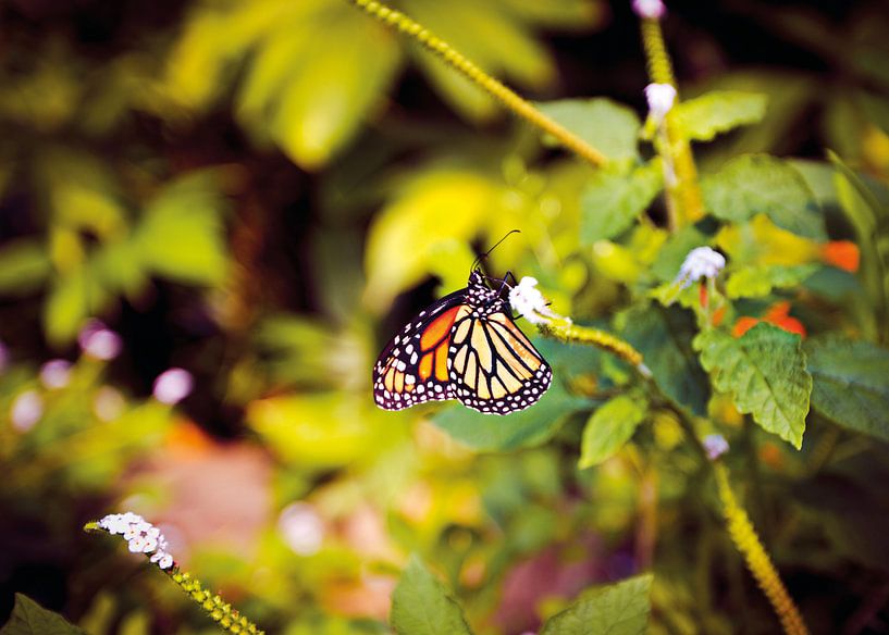 Butterfly van Jolien Somers
