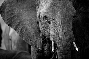 Éléphant, Masai Mara, Kenya sur Marco Verstraaten