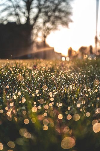 Un matin jaune d'or parmi les brins d'herbe.