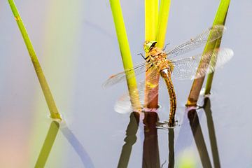 Vroege glazenmaker van Danny Slijfer Natuurfotografie