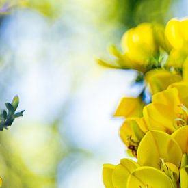 Gelbe Blumen in Nahaufnahme von Dieuwertje Van der Stoep