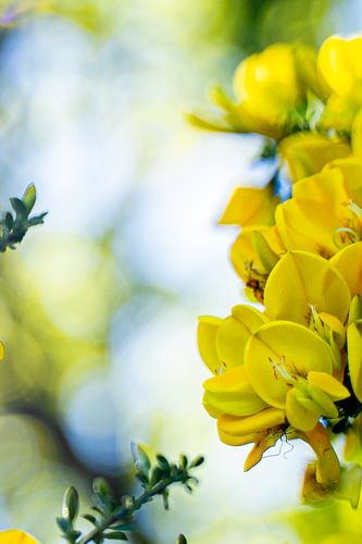Yellow flowers in close up